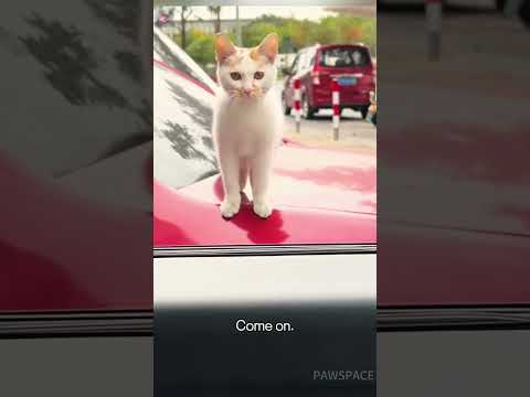 How to Invite a Cat into Your Car😀#cat #cutecat