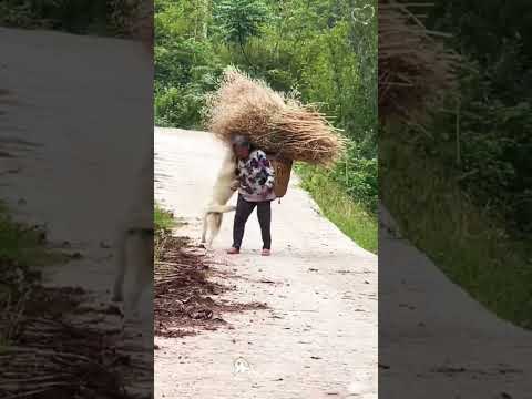 #funny #pets #animals #memes #like #love #livestream #life