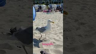 Insel Rügen #ostsee #beach