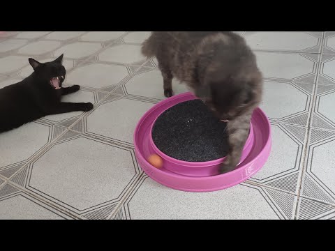 Olha a reação das gatas resgatadas ao ver seu novo brinquedo