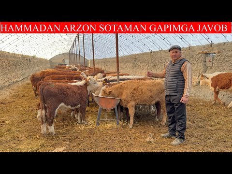 HAMMADAN ARZON SOTAMAN GAPIMGA JAVOB ALIMARDON AKA YANGI YILGA BONUS QIVORDI