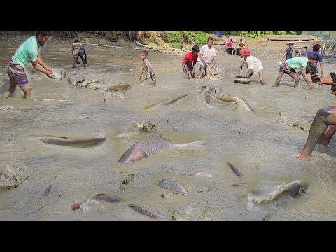 আজ আমাদের বাড়ির বড় পুকুরে বড় বড় মাছ দেখে সবাই অভাগ। Big Fish catching। Pond fishing। Fishing video