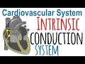 Cardiac Conduction System Concepts
