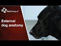 Animal Anatomy and First Aid Concepts