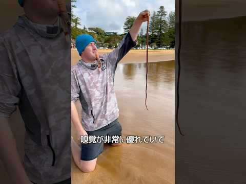 砂から出てくる謎の生物