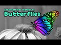 Butterfly Life Cycle and Behavior