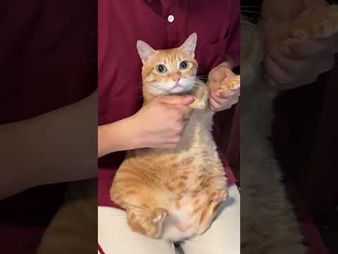 cute cat swaggy dance #catvideo #cat #pets