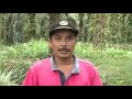 Sustainable Practices in Palm Oil Production