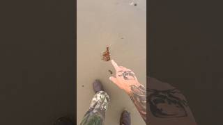Smashing Sea Foam & Feeding a jellyfish to Turtles! #animals #nature #shorts