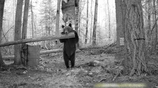 МОЛОДОЙ МЕДВЕДЬ НЕ СМОГ ДОБРАТЬСЯ ДО ПРИМАНКИ, А ВОТ ВЗРОСЛЫЙ МЕДВЕДЬ БЫСТРО РАСПРАВИЛСЯ С НЕЙ.