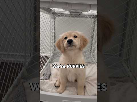 The Universal Puppy Rules 🐶 #dogshorts #goldenretriever #puppies #puppyvideos #puppylifestyle