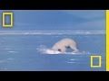 Polar Bear Behavior and Diet