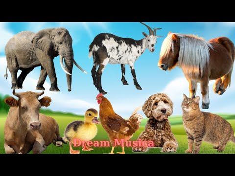 Farm Animal Moments: Elephant, Goat, Pony, Cow, Cat, Dog, Chicken, Duck - Animal Sounds