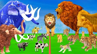 5 Mammoth Elephant Bull Cow Vs Giant Lion Tiger Leopard Attack Buffalo Gorilla Save by Woolly Mammot