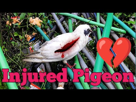 💔Badly Injured Pigeon #shorts #pigeon #injured #injuredbird