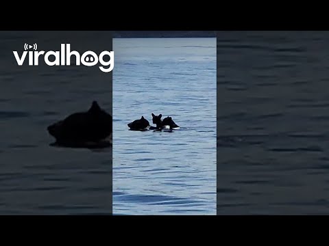 Mother Bear and Her Cubs Swimming || ViralHog