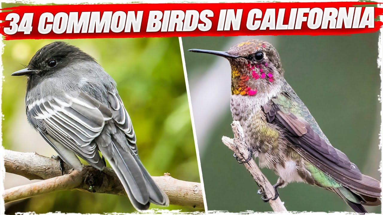 Backyard Birds Of California  2023