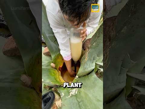 How do Mexicans turn the Agave tequilana plant into tequila? #tequila #shorts