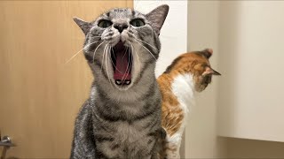 猫が鳴いたら即終了の生配信