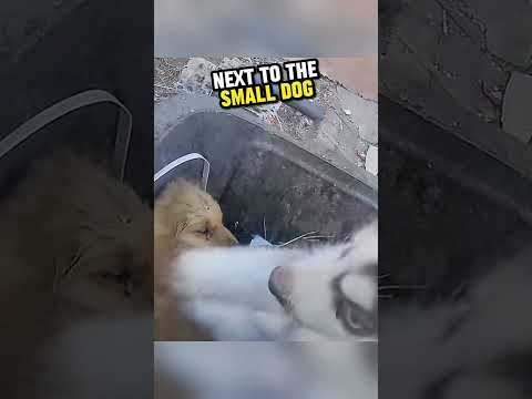 Kind Man Rescues Abandoned Dogs ?❤️
