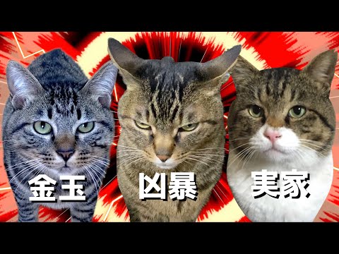 【金玉猫と凶暴猫と実家猫のうた】"メドレー"「Official Music Video」