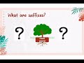 Understanding Suffixes: 'less' and 'full'