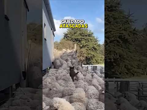 Un perro muy inteligente 🐕