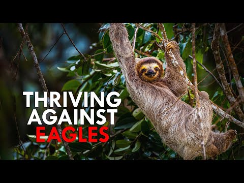 How Do Sloths Survive The Onslaught of Predators?