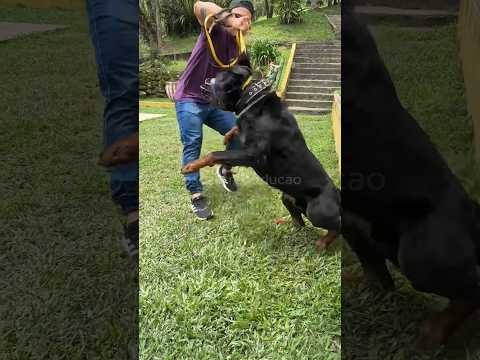 O TEMIDO ROTTWEILER CHRONOS! Um dos cachorros mais temidos e não aceita toque. #rottweiler #cachorro