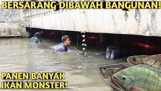 TERNIAT! SEHARIAN SESER IKAN MONSTER PENGHUNI KOLAM TERBENGKALAI PART 2