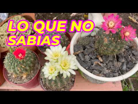 Cómo elegir el cactus perfecto: consejos para mantenerlo sano y floreciente