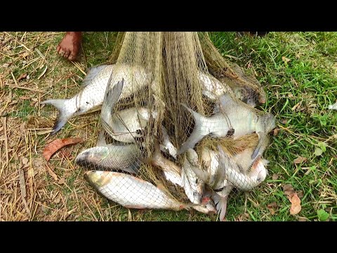 Best Net Fishing | Traditional cast net fishing in village in Chhota Chaulakati