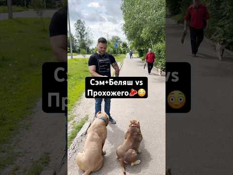 Два американских булли против прохожего 😳🥩