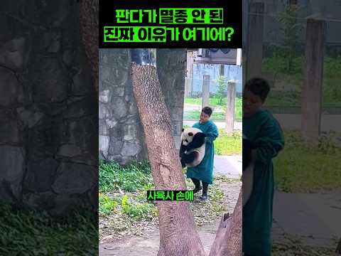 판다가 멸종 하지 않는 이유