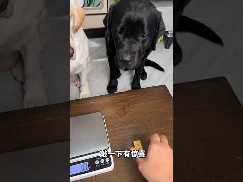 I hate you 😭🐕😇#ytshorts #shorts #shortvideo #short #labrador #dog