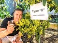 Understanding Avocado Pollination and Care