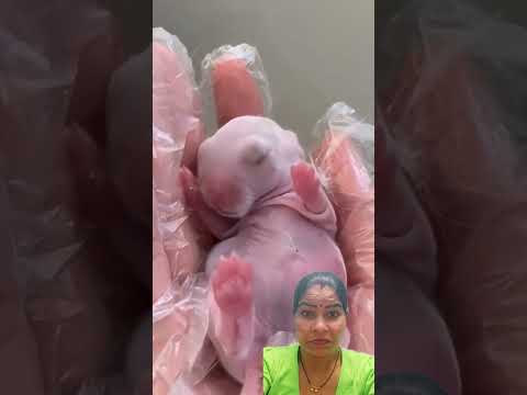 #देखो इस लड़की ने नवजात खरगोश के बच्चे की देखभाल कितने अच्छे से की😍 #rabbit #care#