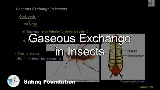 Gaseous Exchange in Insects