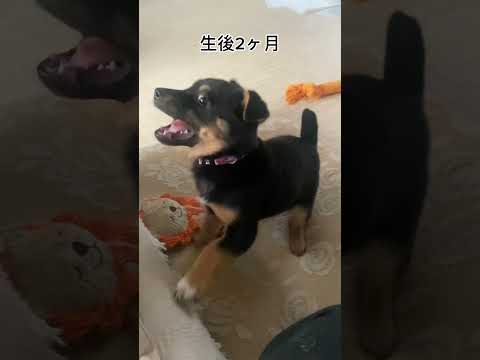 野犬の子犬の成長