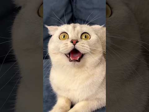 Meow Toy in Sofa ๐ป #ytshorts #cat #meow