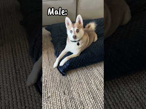 Difference Between Male And Female Dogs When I Cry For Help