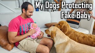 Dog Protecting Baby 👶 Fake Baby Prank on my Dogs @ouramericandream1183