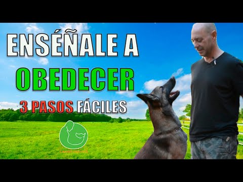 3 TRUCOS para TENER un PERRO OBEDIENTE (Foco y Conexi贸n)