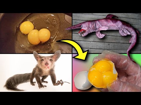 25 COISAS INTERESSANTES QUE VOCÊ VERÁ PELA PRIMEIRA VEZ 🤯✨