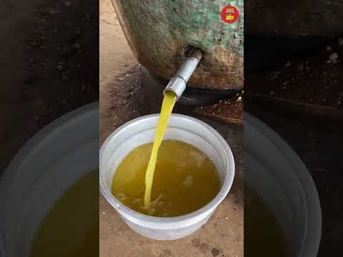Traditional PEANUT OIL MAKING Process | HOW Groundnut OIL is made? Wood Pressed Oil  Indian Food