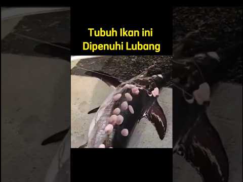 Ikan hiu pemotong kue #hewanunik #youtubeshorts