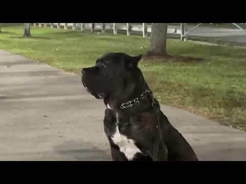 POV YOUR WALKING A CANE CORSO… 💀