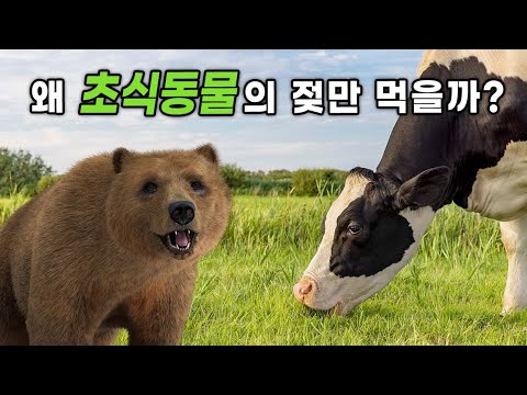 인간이 초식동물의 젖만 먹는 이유 ㄷㄷ - 【포유류 젖의 진화】