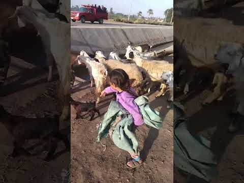 عميت خالص هتنزل الترعه شوف الغنم بتعدي ازاي