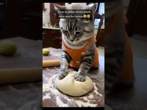 Gatito Panadero #cat #cutemusic #tiernos #tierno #cutecat #cutebaby #gatitolindo #gatitosbonitos